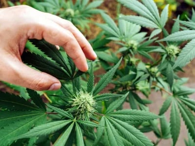 America’s Trusted Cannabis Shop: Fast Shipping to All States – Buy Weed Strains Online