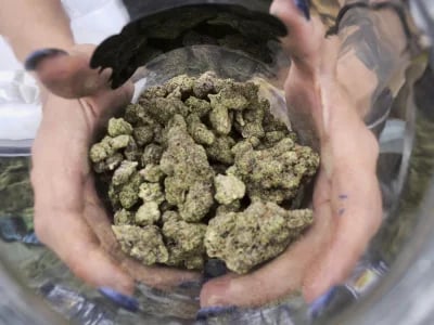 Trust in CBD OG Kush: Green Leaf Store EU's Physician-Tested, Hand-Selected Offerings