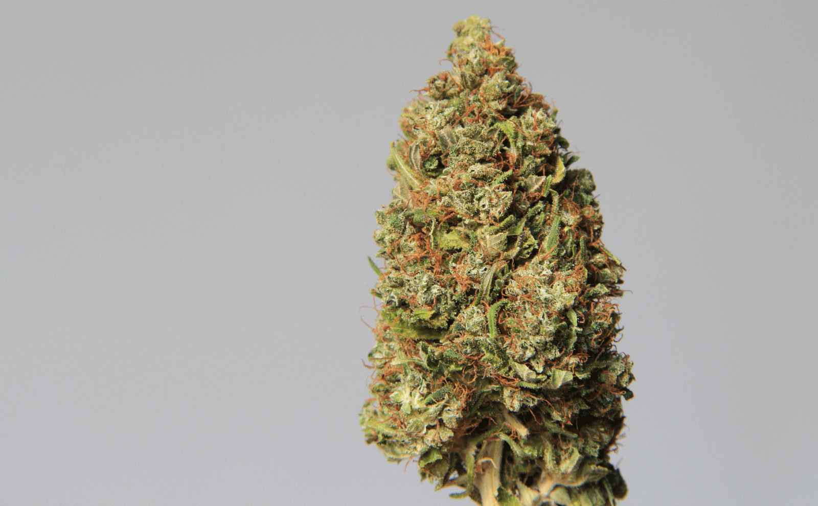 Everything You Should Know Before Considering Marijuana Buds UK