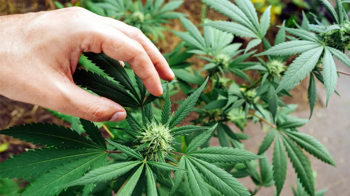 America’s Trusted Cannabis Shop: Fast Shipping to All States – Buy Weed Strains Online