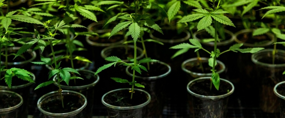 Cannabis Concentrates Aussie – Trends in Australian Cannabis Products