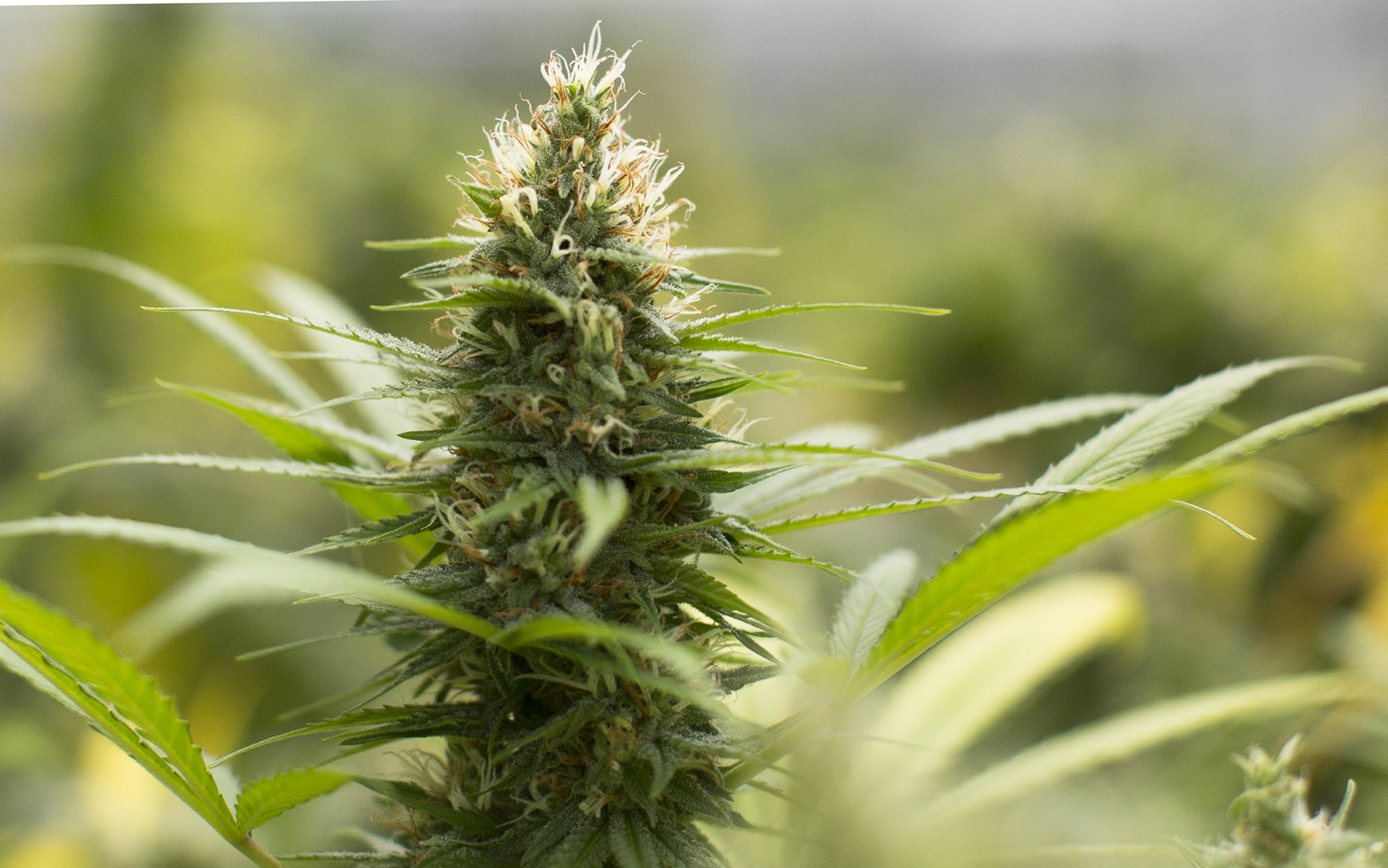 Premium THCa Wholesale Europe – High-THC Concentrates & Oils